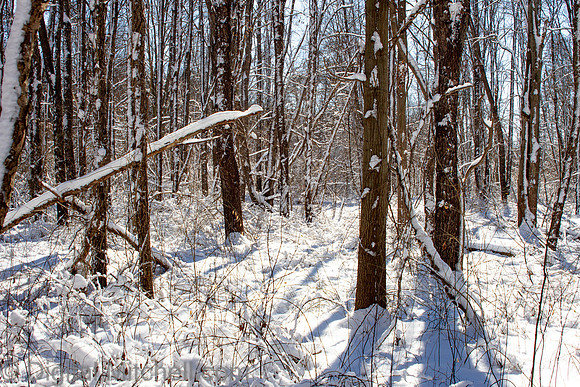 95-Cobus Creek Winter 2-18-22